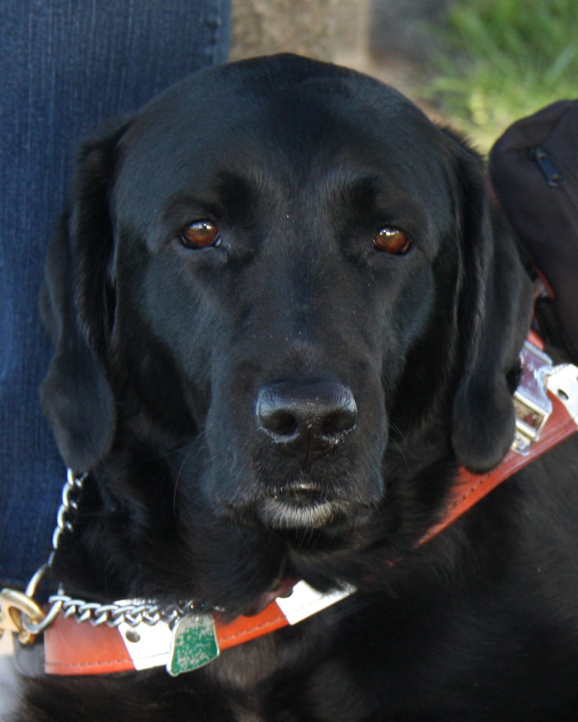 close up of Black lab with snow sprinkled on her nose and head. She is looking at the camera with large, brown inquisitive eyes. 