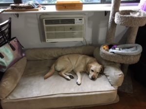 Bailey on round dog bed