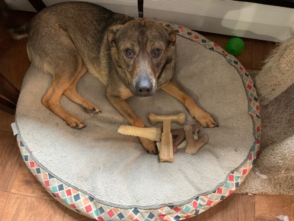 May  on the dog bed with her bones and toys