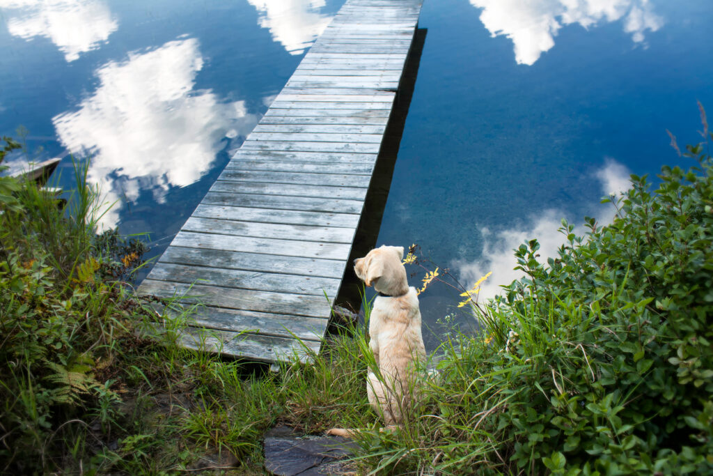 Yellow lab Bailey one year old standing at the shor in Maine. Photo taken by his puppy raiser. Bailey died March 16, 2024, he was ten. We miss you buddy. 