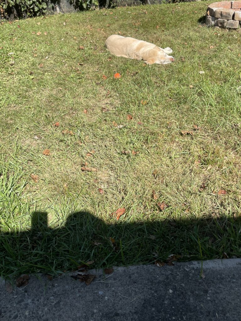 Yello lab Bailey age 10 laying on his side in the grass in our new back yard enjoying his retirement.