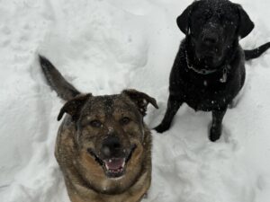 Shepard and black lab posed in the snow looking at the camera after playing in the snow
